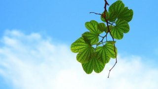 leaves-15757_1920-800x450